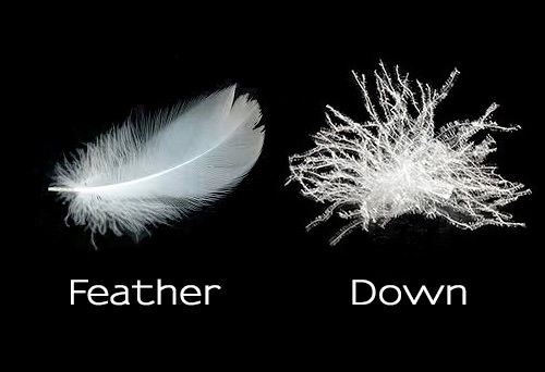 the difference between feather and down